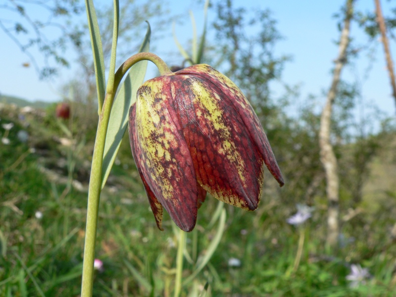 Fritillaria montana (= F. tenella) / Meleagride minore